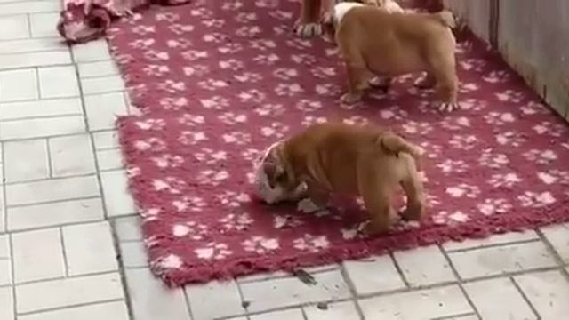 Тамила и Тибо-4 PR Company BuldogFIL купить щенка английского бульдога