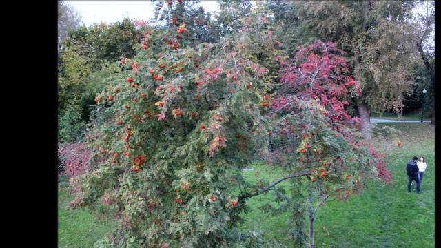 Эльвира Бушуева. Приметы осени (2008) смотреть онлайн