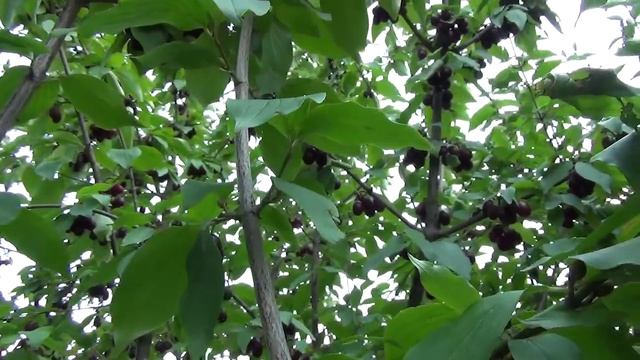 Кизил в нашем саду. Dogwood In Our Garden.