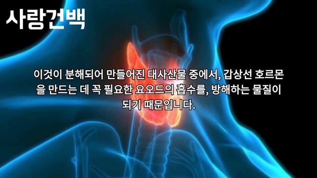 만병통치약 양배추! 알고 드셔야합니다, 그렇지 않으면 위험해🔥이 영상 하나로 양배추 정복하자! The Cure-all Cabbage!You Have To Know That #양배