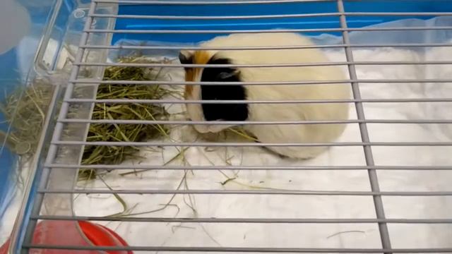 Морская свинка в стационаре для экзотических животных смотреть онлайн