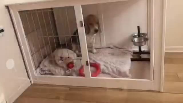 Клетки-тумбы для собак. DogWood смотреть онлайн