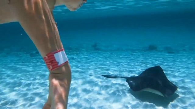 Atlantis Paradise island Bahama смотреть онлайн