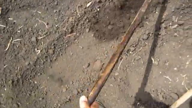 Летний ПОСЕВ ОГУРЦОВ ПОСЛЕ ГОРОХА