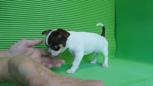 ПРОДАЮ - МАРИ МИСТИК ЦЕРИОС ФОРТУНАТЕ - 1,5 МЕС #КУПЛЮЧИХУА#ПРОДАЮЩЕНКА# смотреть онлайн