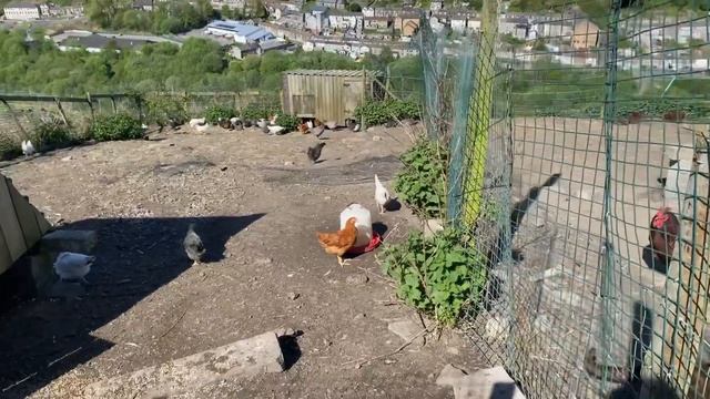 Ферма в Уэльсе |Едем покупать курочек для нашего самодостаточного сада смотреть онлайн
