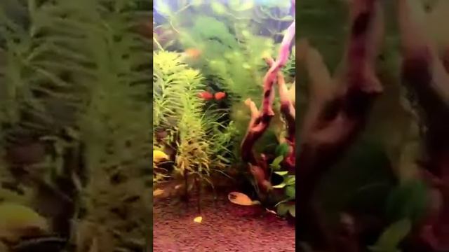 My Freshwater Aquarium Day One смотреть онлайн