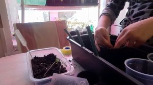 Пикирование рассады физалиса