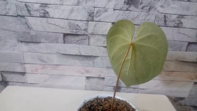 ANTHURIUM MAGNIFICUM HYBRID смотреть онлайн