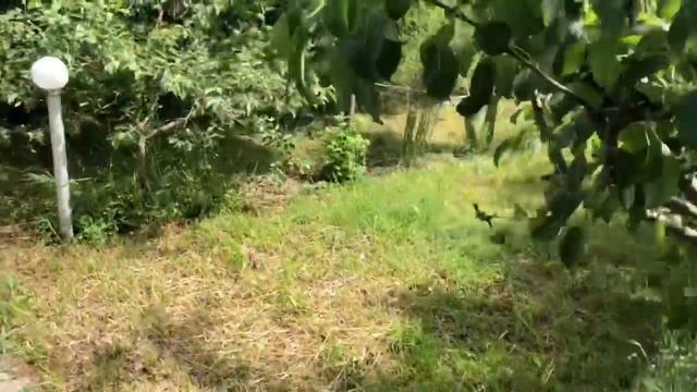 Французский бульдог Марсик вынужден отдуваться за всех! смотреть онлайн