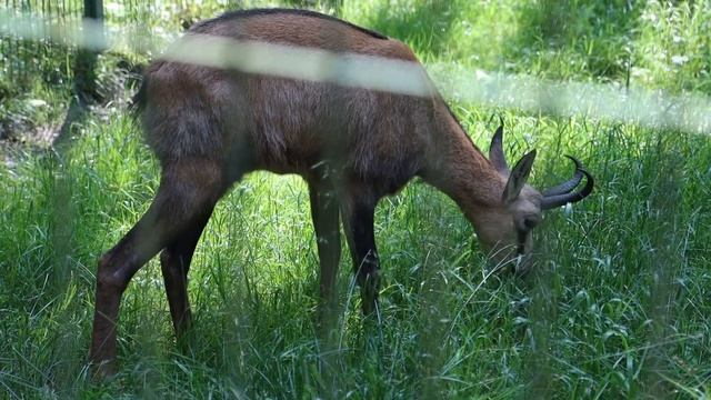 Красная поляна. Вольерный комплекс. Сочи 2020 смотреть онлайн