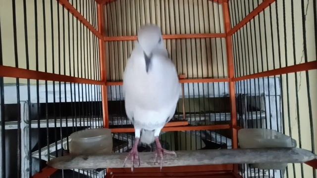 Master Burung Puter KiwKiw Cukurukuk Empuk Jeruu Episode Level 5 - Puter Bird Unique sound смотреть онлайн