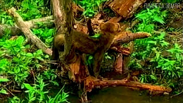 Соболь: Пушистый хищник Тайги | Интересные факты про семейство куньих смотреть онлайн