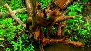 Соболь: Пушистый хищник Тайги | Интересные факты про семейство куньих