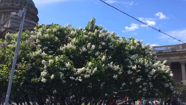 Сирень смотреть онлайн