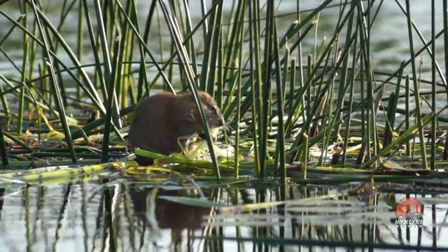 Видео о природе : водяная крыса смотреть онлайн