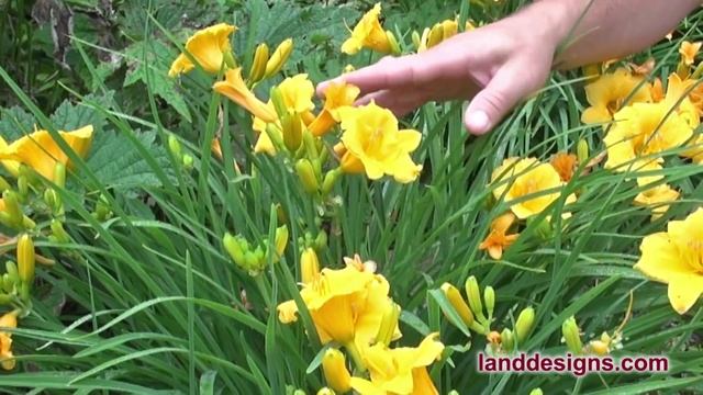 Stella De Oro Daylily Hemerocallis 'Stella De Oro'