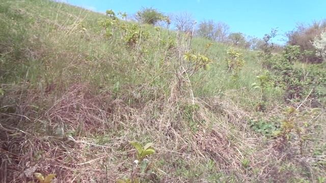 Саженцы: как избежать обмана. И о поздней обрезке. смотреть онлайн