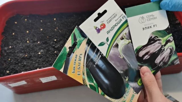 Сею гвоздику флоксы и баклажаны на рассаду смотреть онлайн