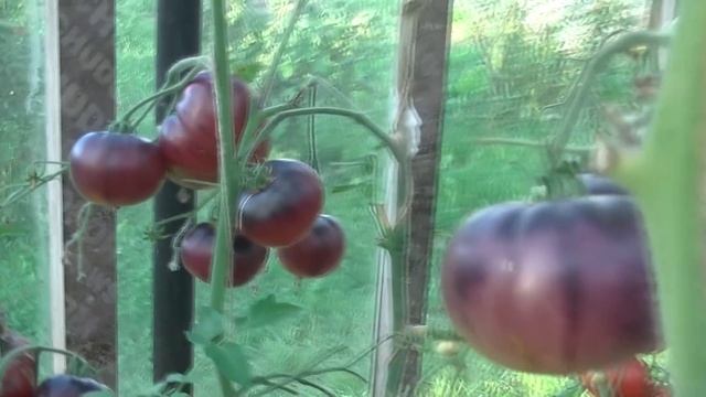 Томат Аметистовая Драгоценность (Amethyst Jewel) смотреть онлайн