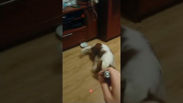 Собака разговаривает🐶