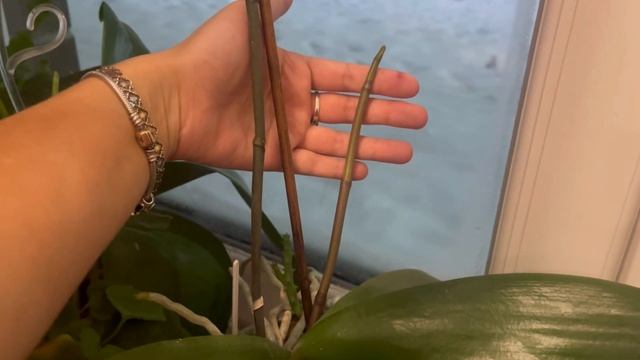 Я вернулась!) ? случайностей не бывает… обзор орх на восточном окне?