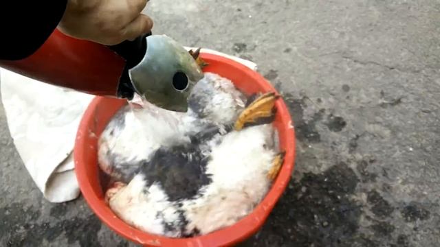Как ощипать утку / How To Pluck A Duck смотреть онлайн