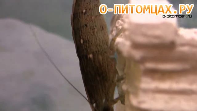 Креветка фильтратор (Bamboo Shrimp) -  O-pitomcax.ru