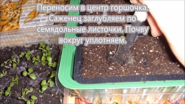 Цинерария, выращивание из семян. От и до - посев, всходы, пикировка, посадка в открытый грунт. смотреть онлайн
