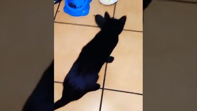Cat vs cucumber, home testing by kid смотреть онлайн