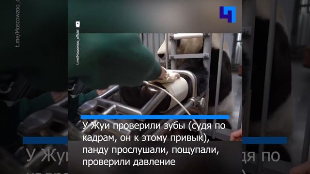 В Московском зоопарке провели комплексный осмотр панды Жуи смотреть онлайн