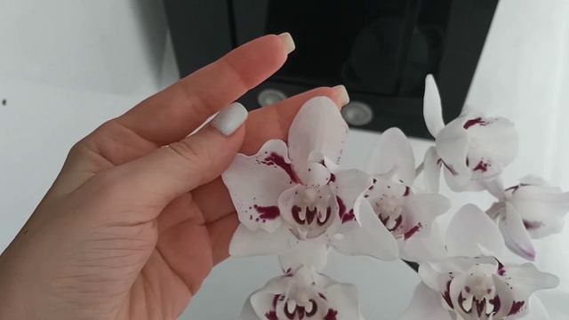 Необычная мутация старой орхидеи смотреть онлайн