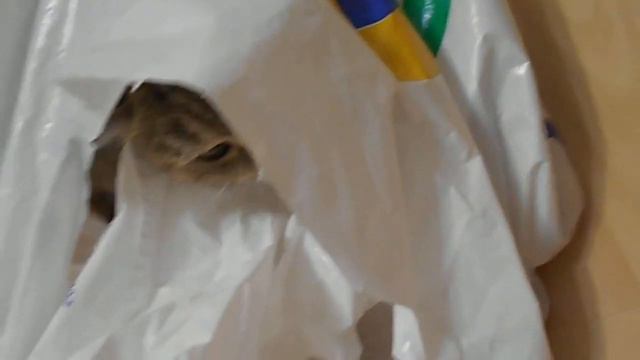 Нет сил не погонять пакет:) Кошка Ромашка. смотреть онлайн