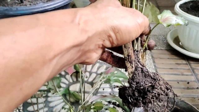 Tips Memperbanyak Keladi Hias Anti Stres смотреть онлайн