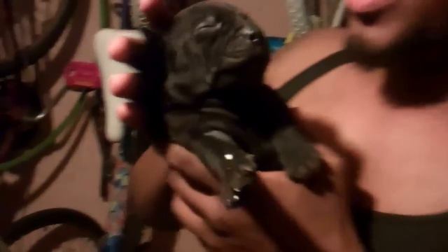 Pitbull puppies Blog 3 смотреть онлайн