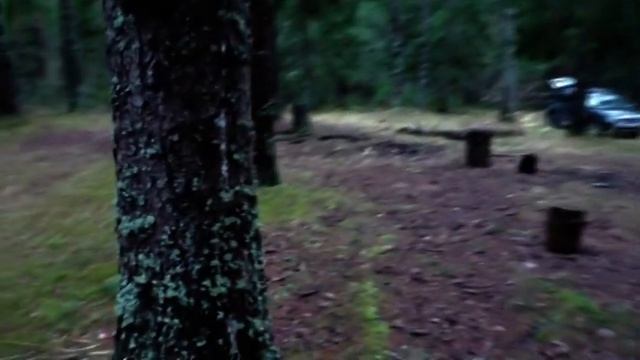 Рядовки Серые Штриховатые. Зеленушка.