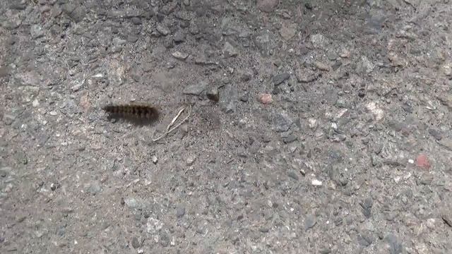 очень быстрая мохнатая гусеница пушистая гусеница смотреть онлайн