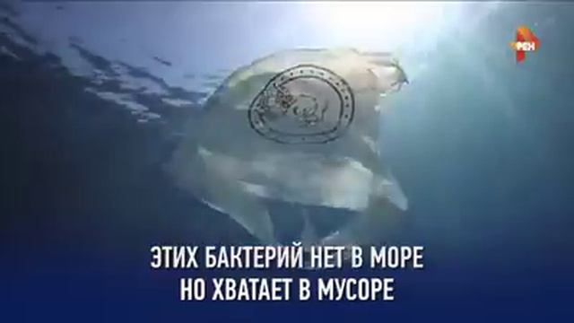 Косатки(Куда делись косатки) смотреть онлайн