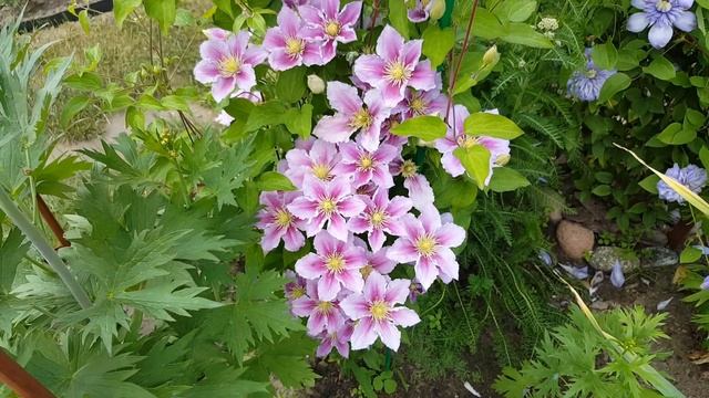 Клематис Пиилу . Clematis Piilu . Эстонские сорта клематисов . Группа Патенс ( Patens ) . смотреть онлайн