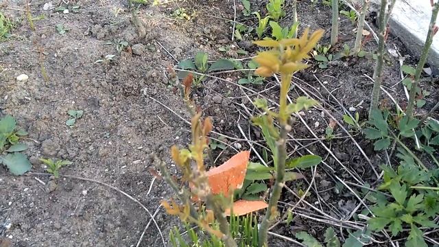 орех черный и сеянцы грецкого ореха 2019 года смотреть онлайн