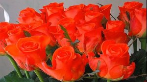 ДРАГОЦЕННАЯ ТЫ МОЯ ЖЕНЩИНА