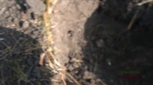 поиск монет по старым дорогам.