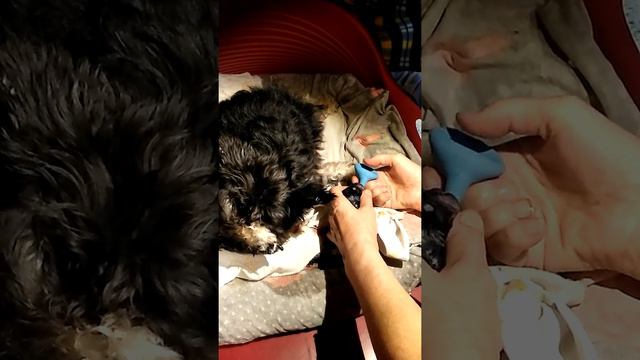 Цвергшнауцер роды смотреть онлайн