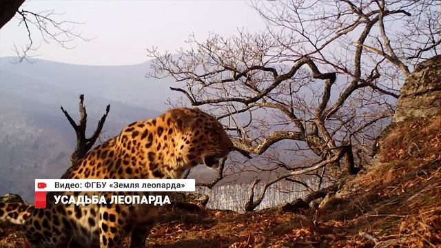 Усадьба леопарда: открыт крупнейший в мире центр сохранения редчайшей дикой кошки смотреть онлайн