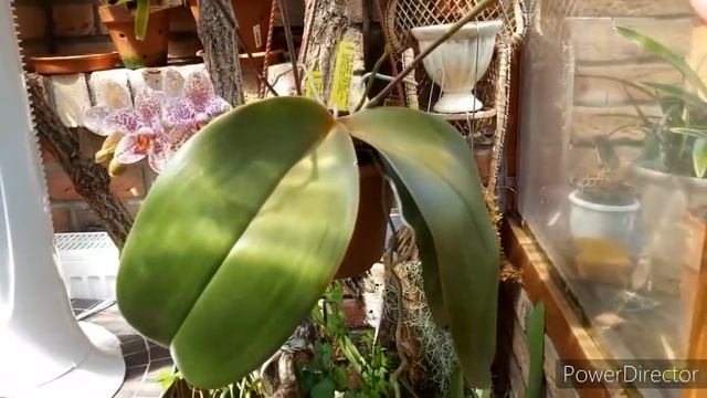 Ох уж эти ОРХИДЕИ, ФАЛЕНОПСИС гигантея и любовь возвращается ? смотреть онлайн