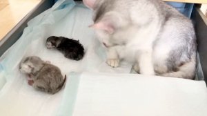 Новорожденные котята пищат, кошка Кайли им отвечает.