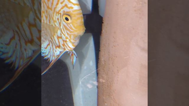 Aquatopia.ca golden checkerboard pair смотреть онлайн