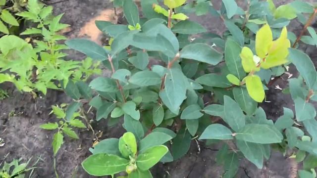 Жимолость цветет второй раз в конце июня смотреть онлайн