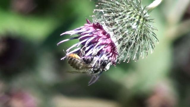 Leafcutter Bee (Megachilidae: Megachile) on Blossom смотреть онлайн