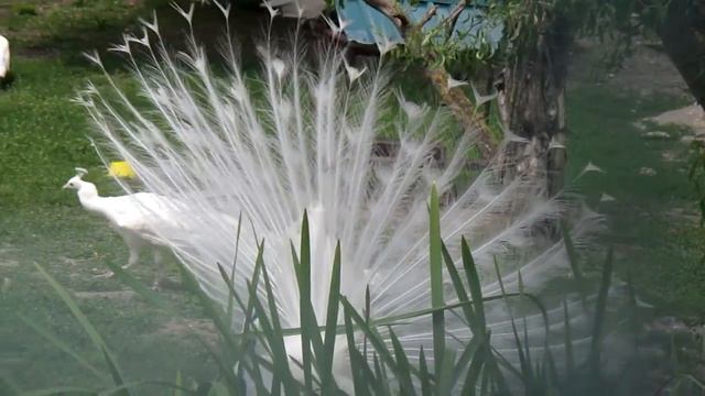 Парк дикой природы 